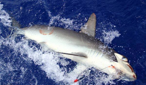 世界各地钓鱼爱好者,世界各地钓鱼的人