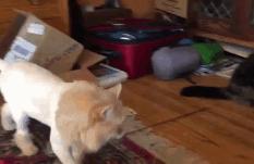 猫咪呕吐的原因及处理方法图解,猫咪呕吐没消化的猫粮如何处理