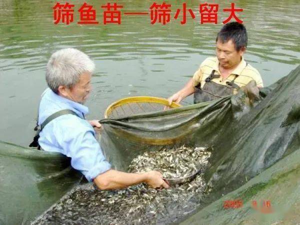 涨知识：鱼类不同的生长阶段，有不同的称呼