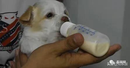 “变性人打狗”泰国热搜？比灾难更可怕的是灾难中现形的人心险恶