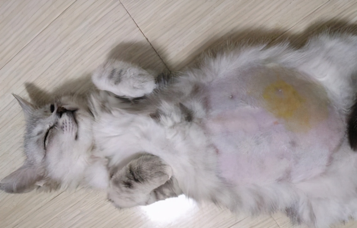 猫咪常见的7种疾病：病因、症状及治疗方法，铲屎官必看