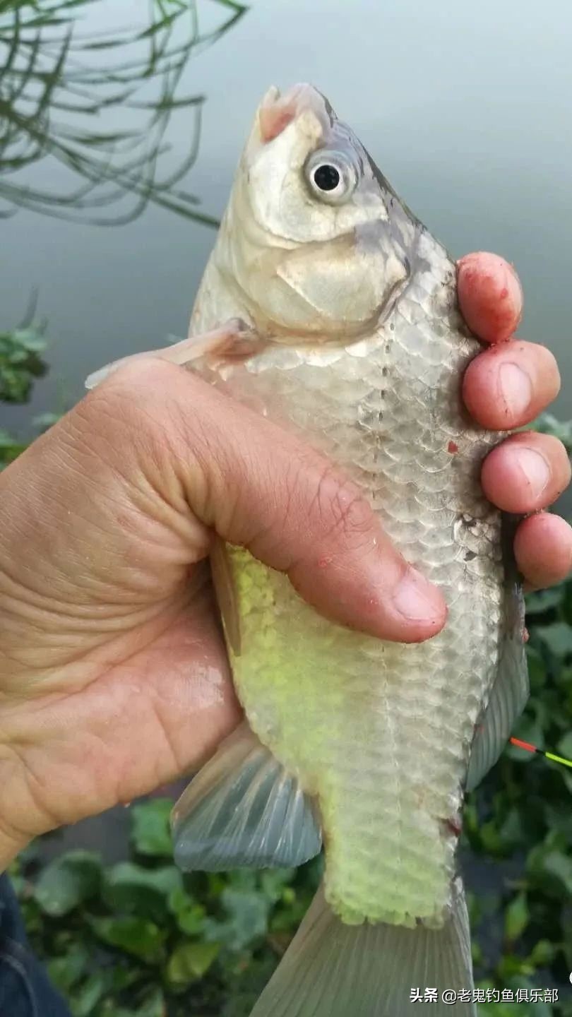 首试老鬼狂拉系列新品，作钓两小时狂口不断，势不可挡