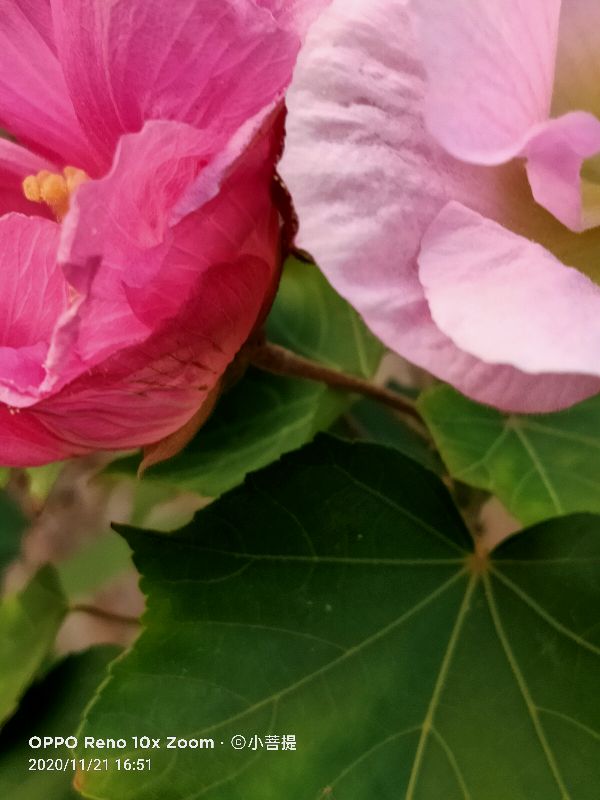 这种花通常用来比作美丽的女子,有人拿来做药,还有人当野菜吃
