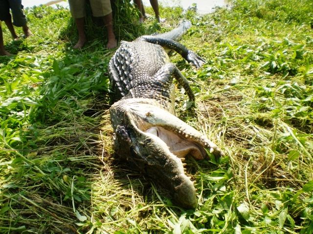 海洋霸主亚马逊真的存在吗,鼍科之王