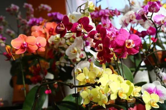 哪种兰花易开花又好养,最容易开花的兰花一年开多次