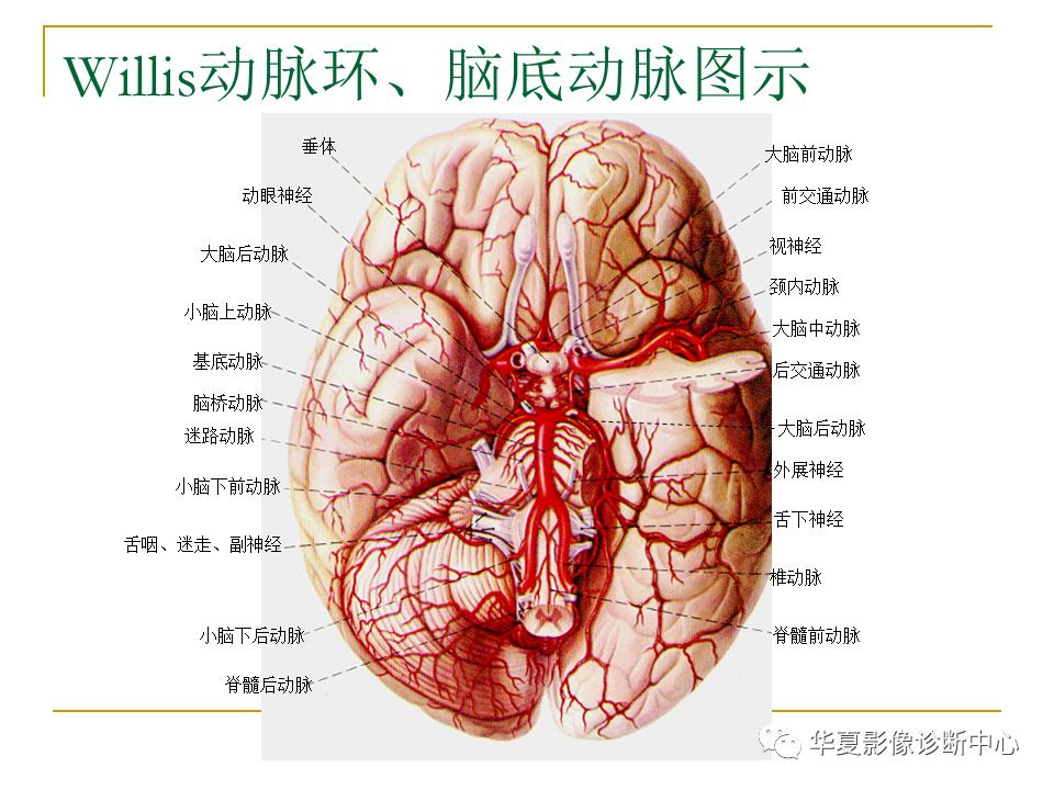 中国人脑立体定向mri应用解剖图谱,脑mri示意图