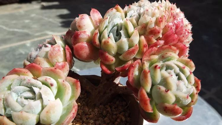 爱机车,爱多肉,宝妈花姐的诗和远方