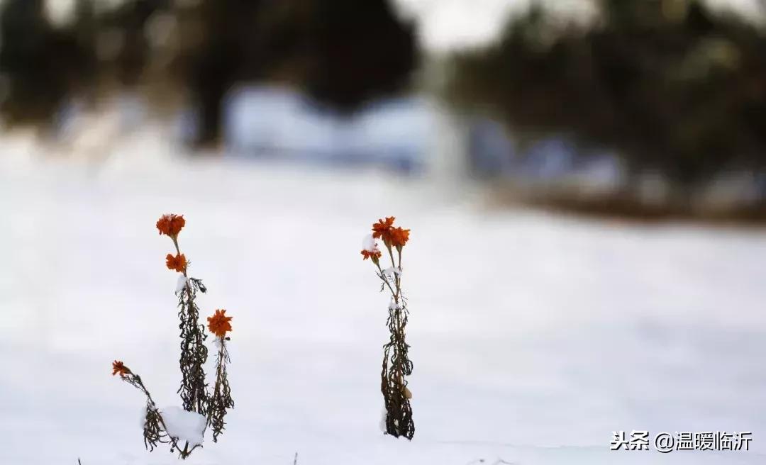 雪后的临沭小城，美得令人窒息