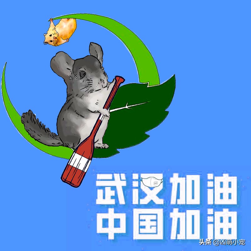 科普动物龙猫,龙猫的科普视频