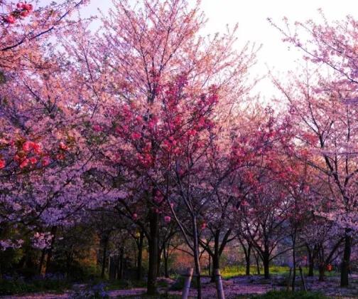 樱花死亡的故事,樱花死亡原因分析