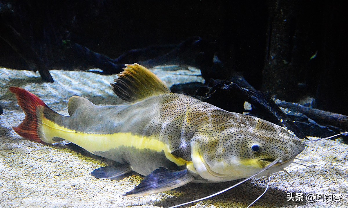 “口眼耳鼻鳃”|鱼类索饵捕食不止靠五官，还掌握生物脉冲技术