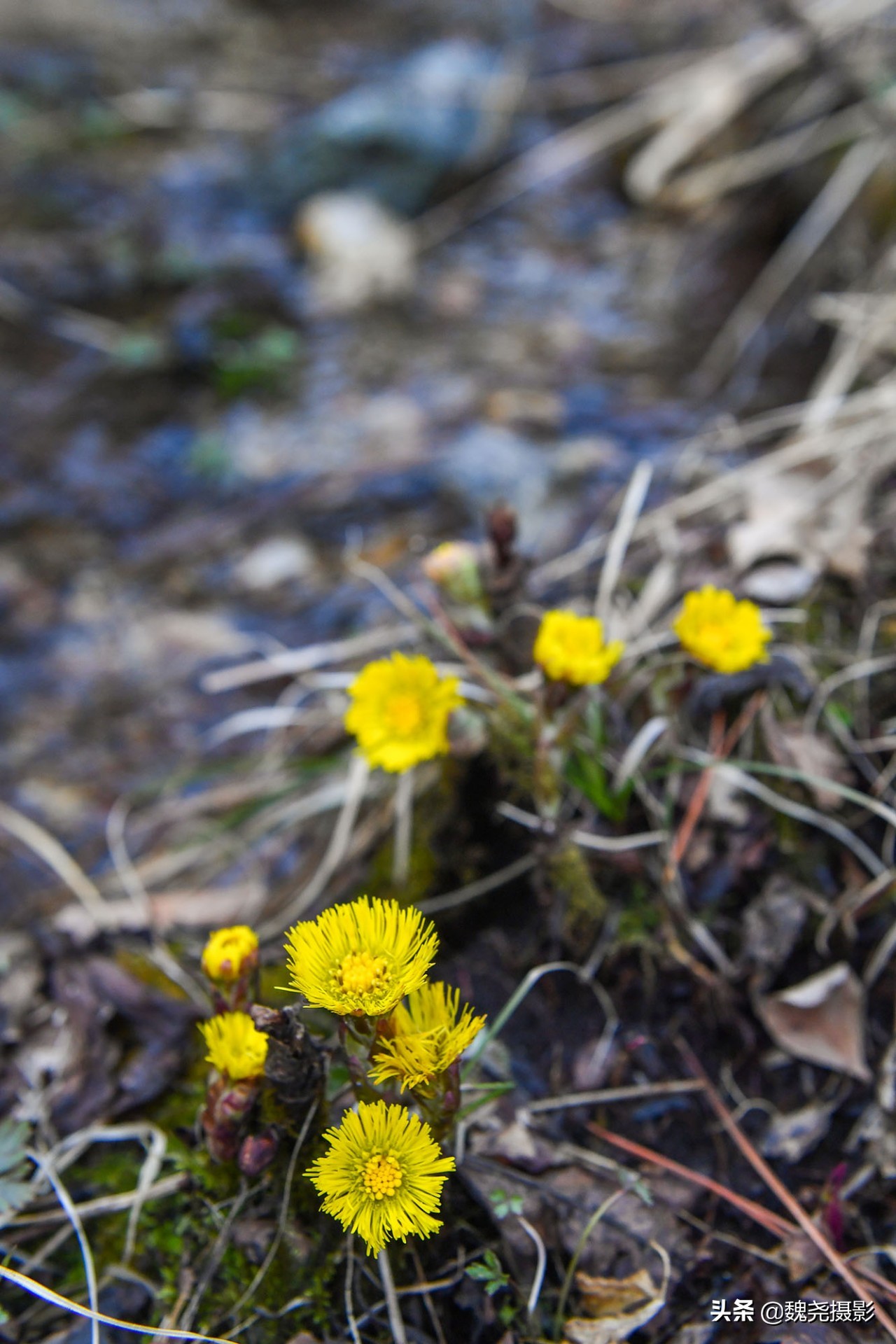 雪+雾凇+侧金盏+款冬=一次完美寻花之旅