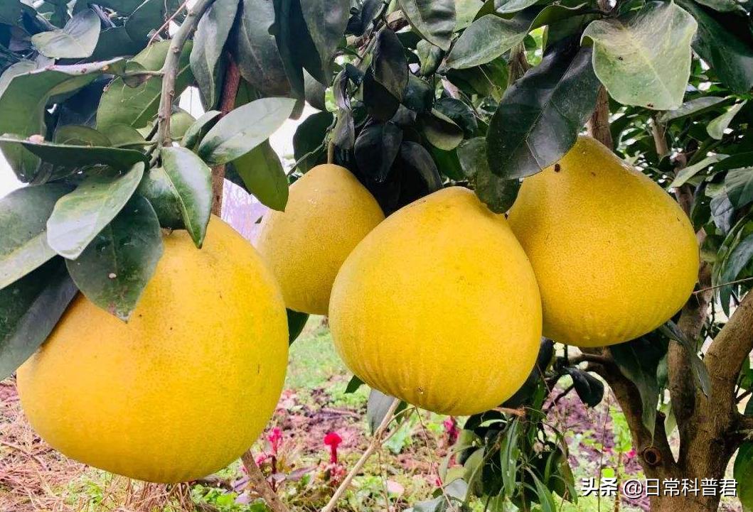 柚子买的没有水分怎么弄能好吃点,买的柚子苦咋办呢