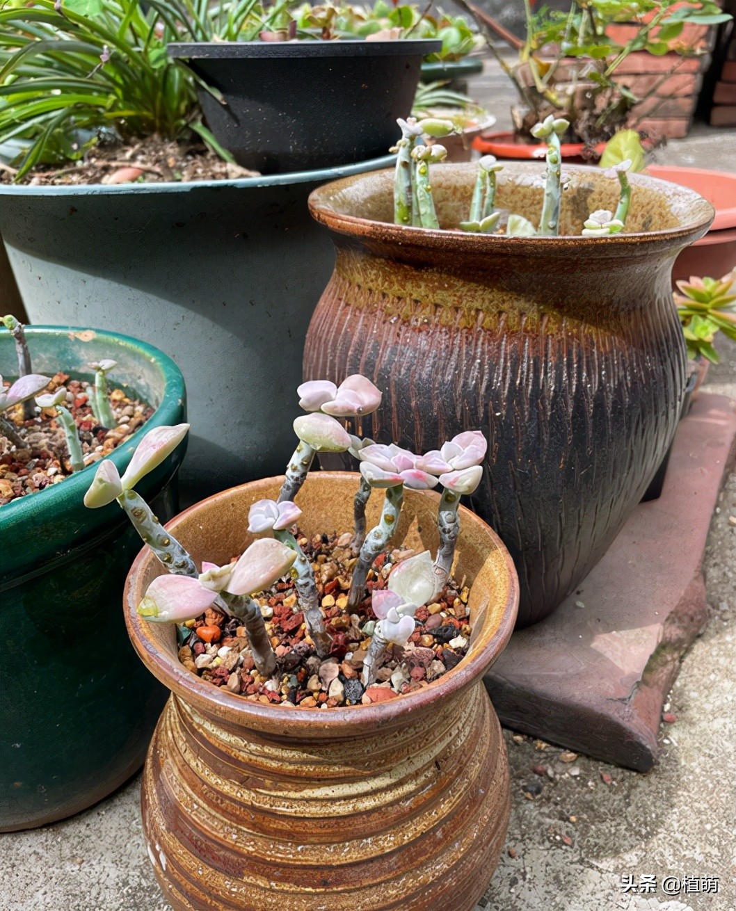 紫乐度夏的正确方法,紫乐光杆子怎样可以爆侧芽