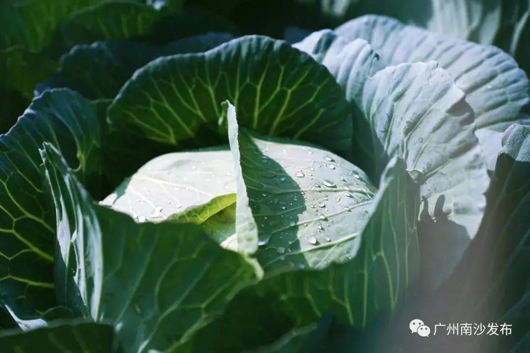 广州现在花开的季节,广州现在什么花开了