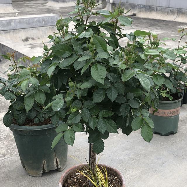 适合阳台种的浓香藤本月季,阳台藤本月季哪个品种好