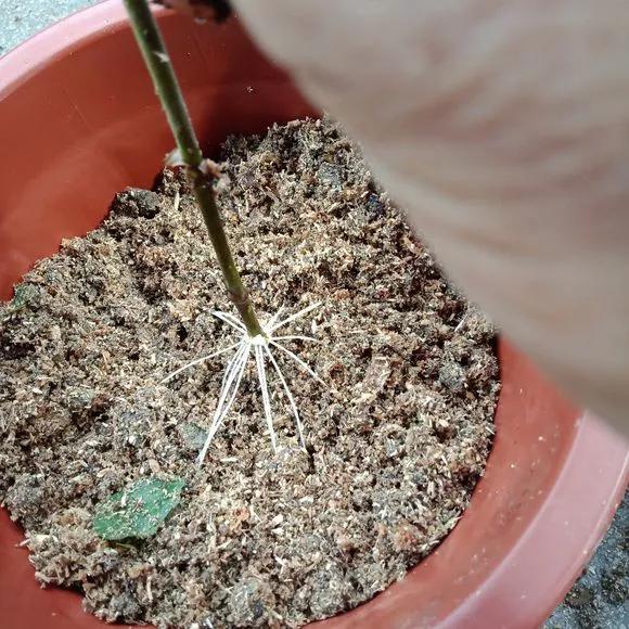 室内用塑料瓶扦插生根最快方法,瓶子装水养花