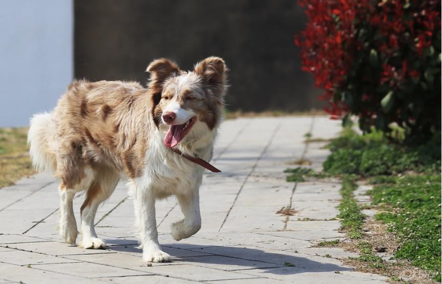 狗界无攻击性犬种哈士奇上榜,哈士奇在狗界中排名第几