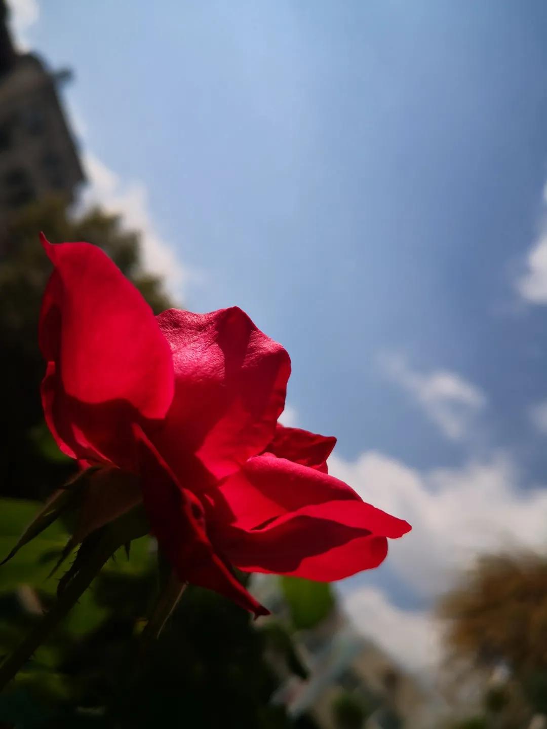 秋天你好吗,秋天你好