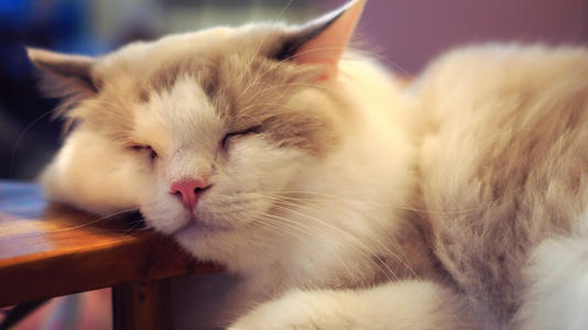 家猫和流浪猫相爱的故事,流浪猫和家猫的故事