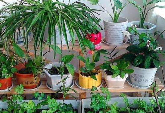 盆栽蚂蚁怎么快速处理掉,盆栽里面有蚂蚁怎么消除