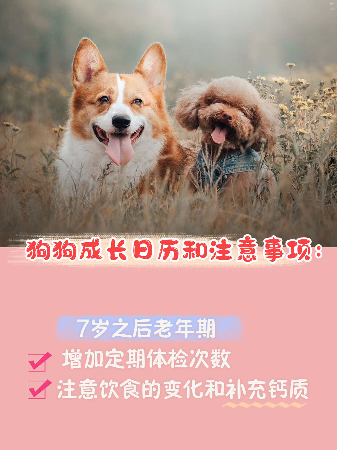 新手养狗狗狗的护食行为怎么纠正,第一次养狗狗哪种狗狗适合新手养