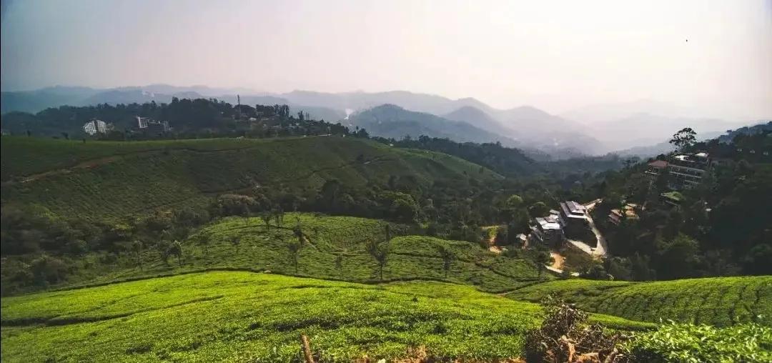回味红茶的味道,红茶的口感韵味