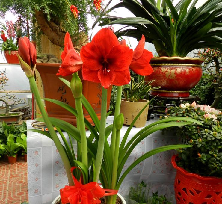 适合10月养的13种吉祥花,十月养花推荐