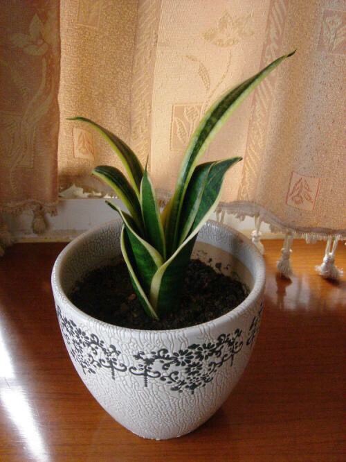 盆栽泥土有虫子怎么办？4个“方法”彻底消灭，花疯长，健康茂盛