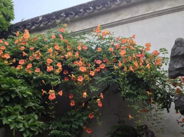 春天几月份适合移盆扦插,夏天可以扦插换盆吗