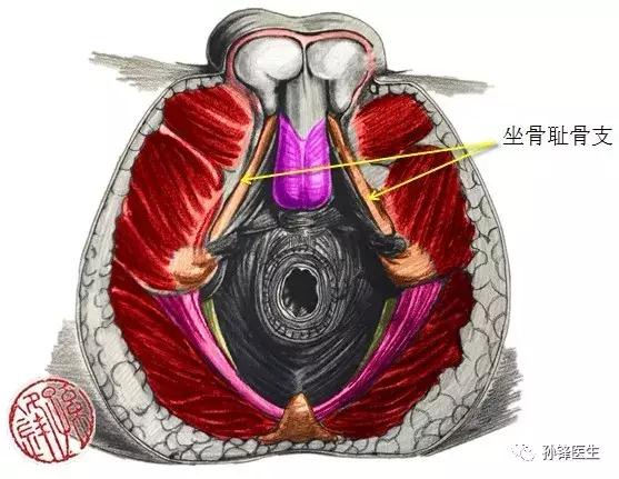 医学笔记︱男性会阴部的肌肉系统（中肛管水平）：（下）