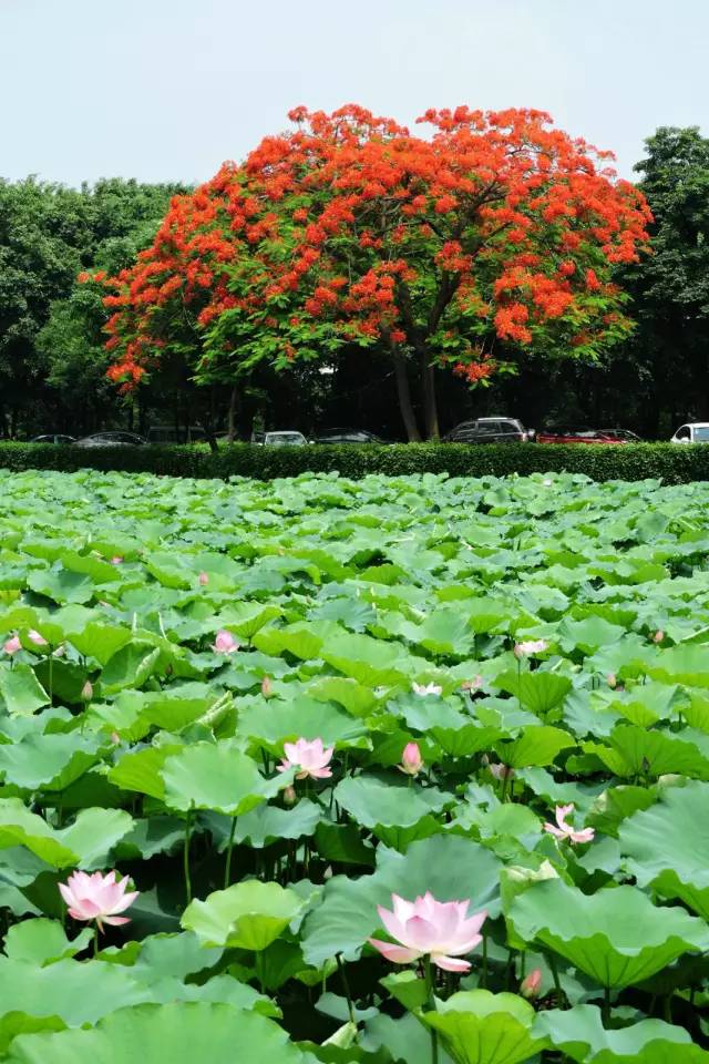 毕业季的凤凰花和栀子花,毕业季凤凰花开的时候