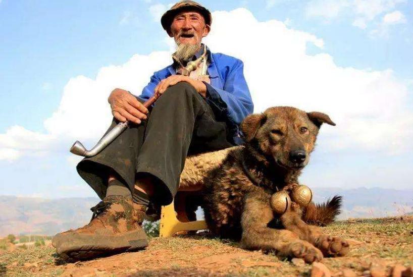 狗狗为什么会长“白毛”？这些原因铲屎官要懂