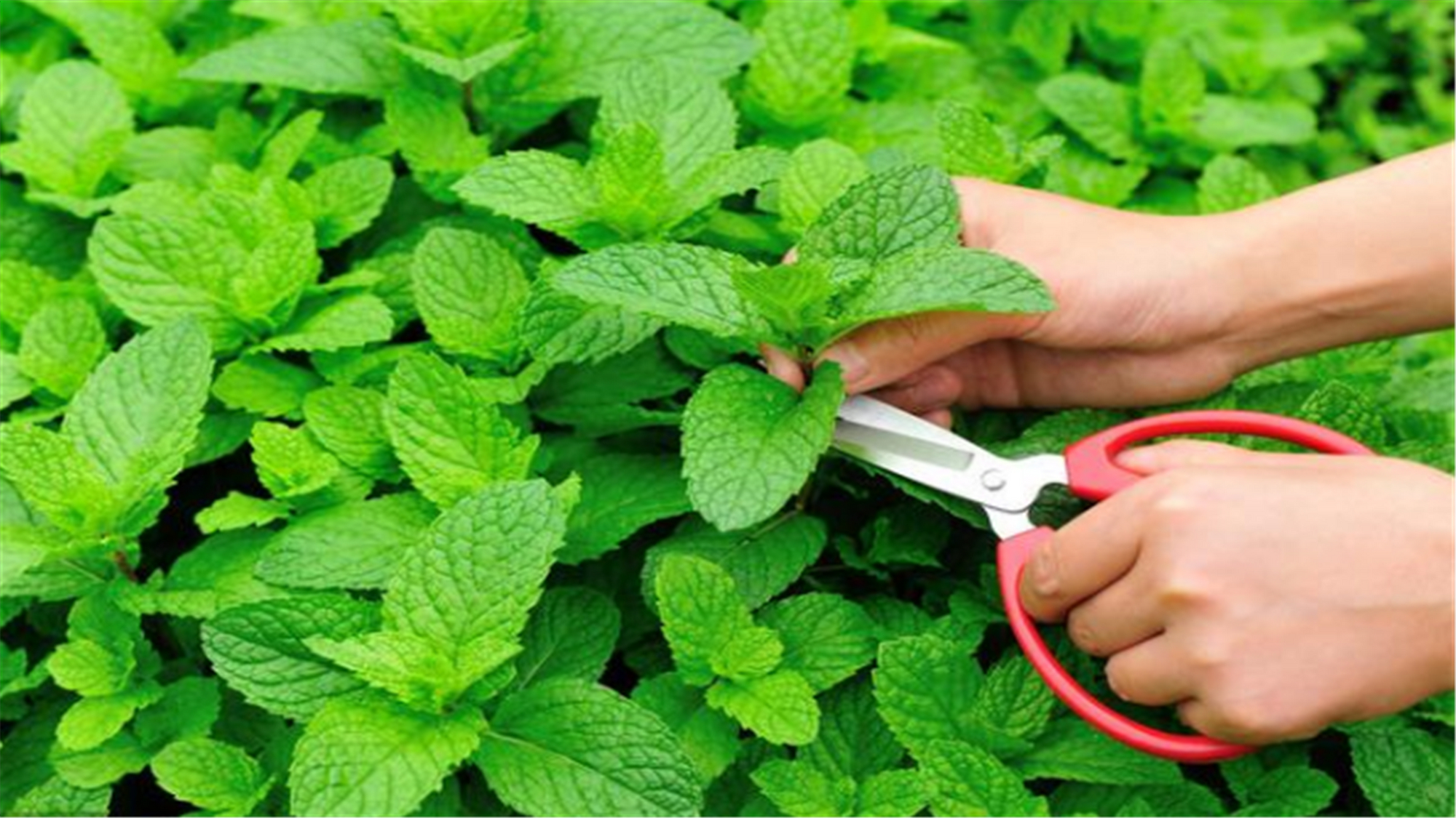 小盆栽植物薄荷盆栽,什么薄荷盆栽好吃又漂亮