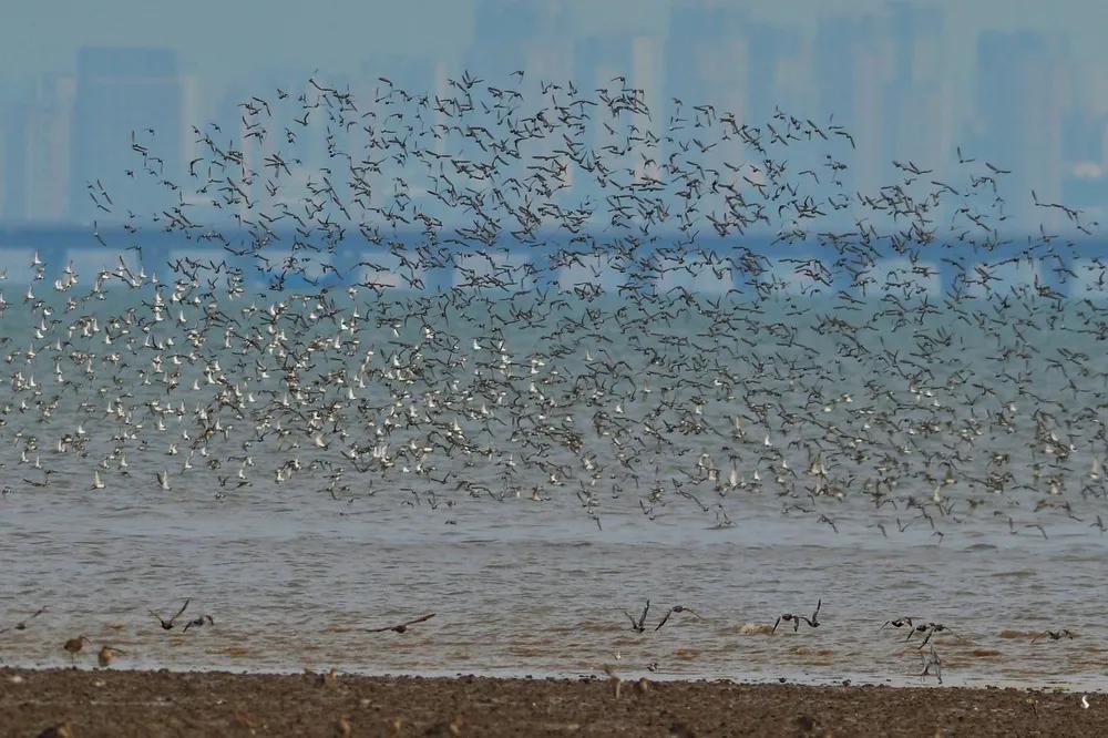 青岛国家海洋公园免费,海洋公园青岛最新