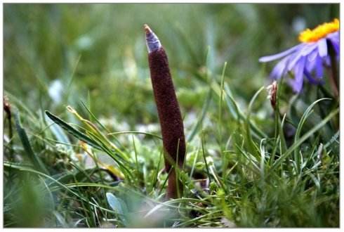 冬虫夏草专属药,冬虫夏草真实作用