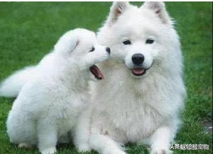 100种常见宠物价格表,最常见十种宠物狗价格