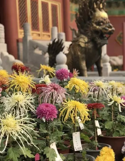 都闪开！这才是最牛逼的菊花宝典