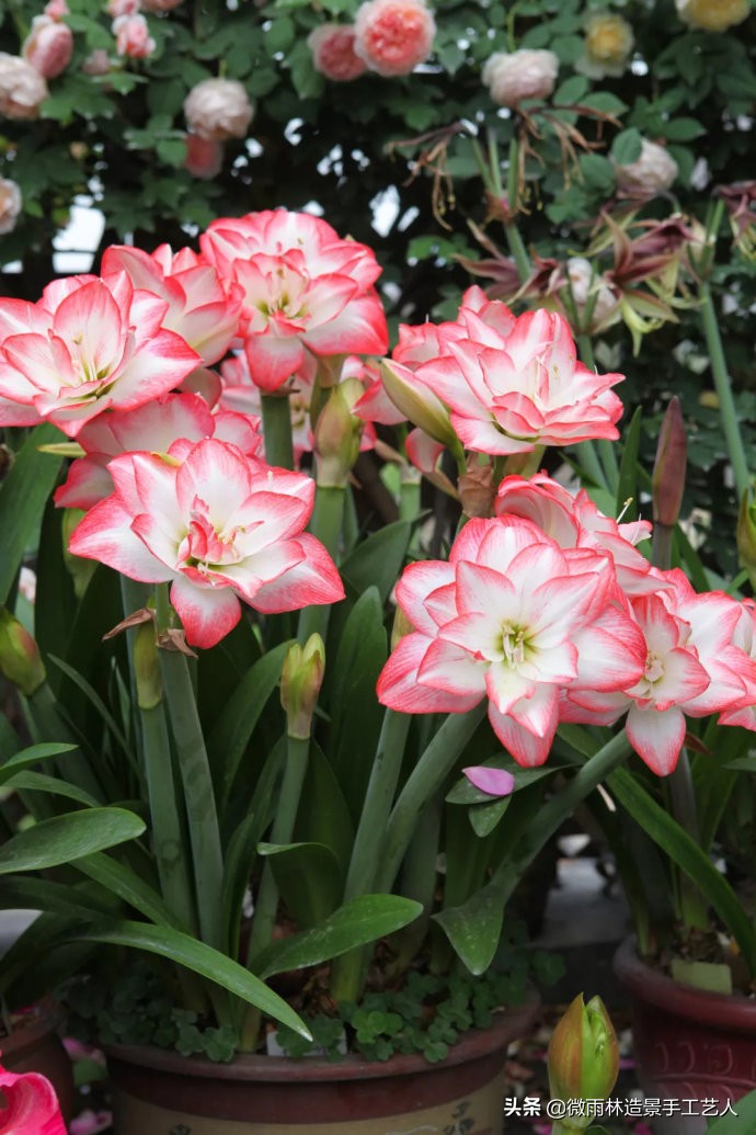 教你让朱顶红爆盆技巧