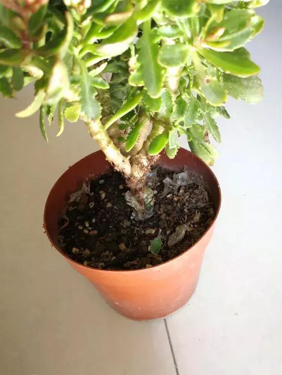 长寿花如何嫁接到不死鸟,长寿花这样嫁接花期长还不会烂根