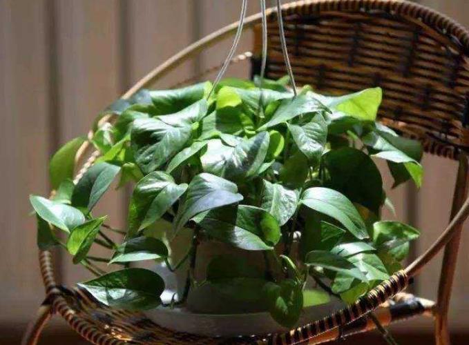 绿萝适合浇点啥水使它枝繁叶茂,绿萝浇什么水可以长得高