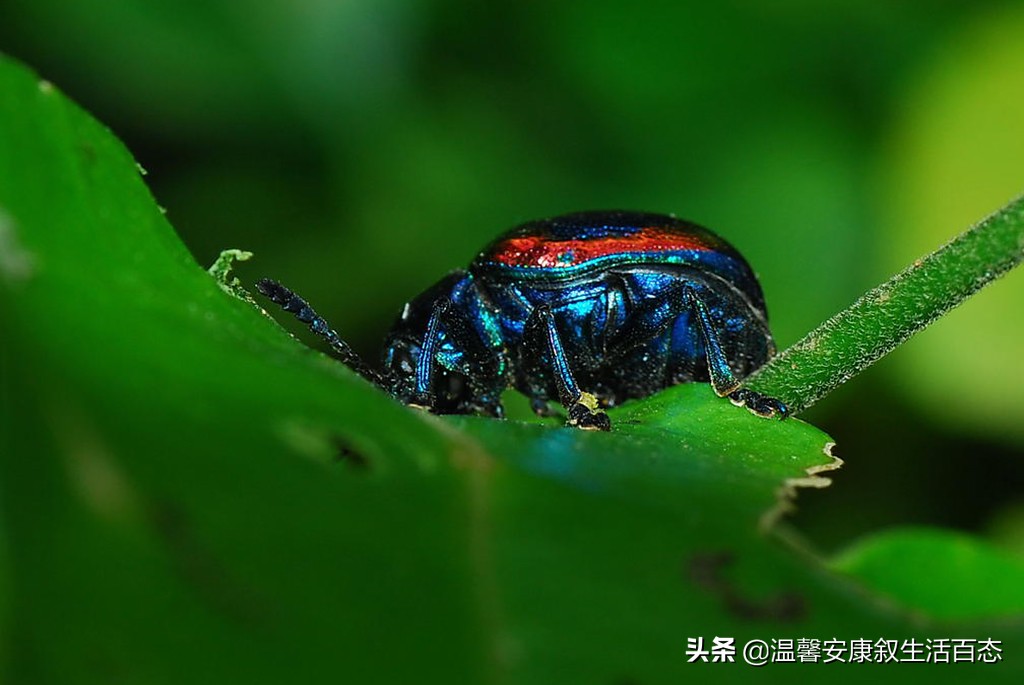 了解各种昆虫的习性,幼儿了解昆虫知识