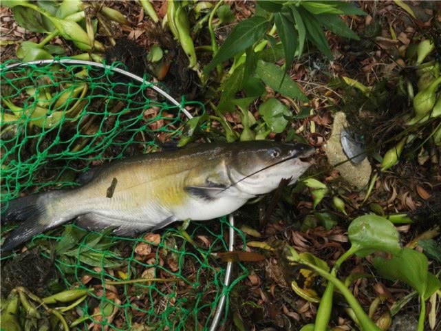 美国叉尾鮰繁殖快吗,叉尾鮰怎么路亚