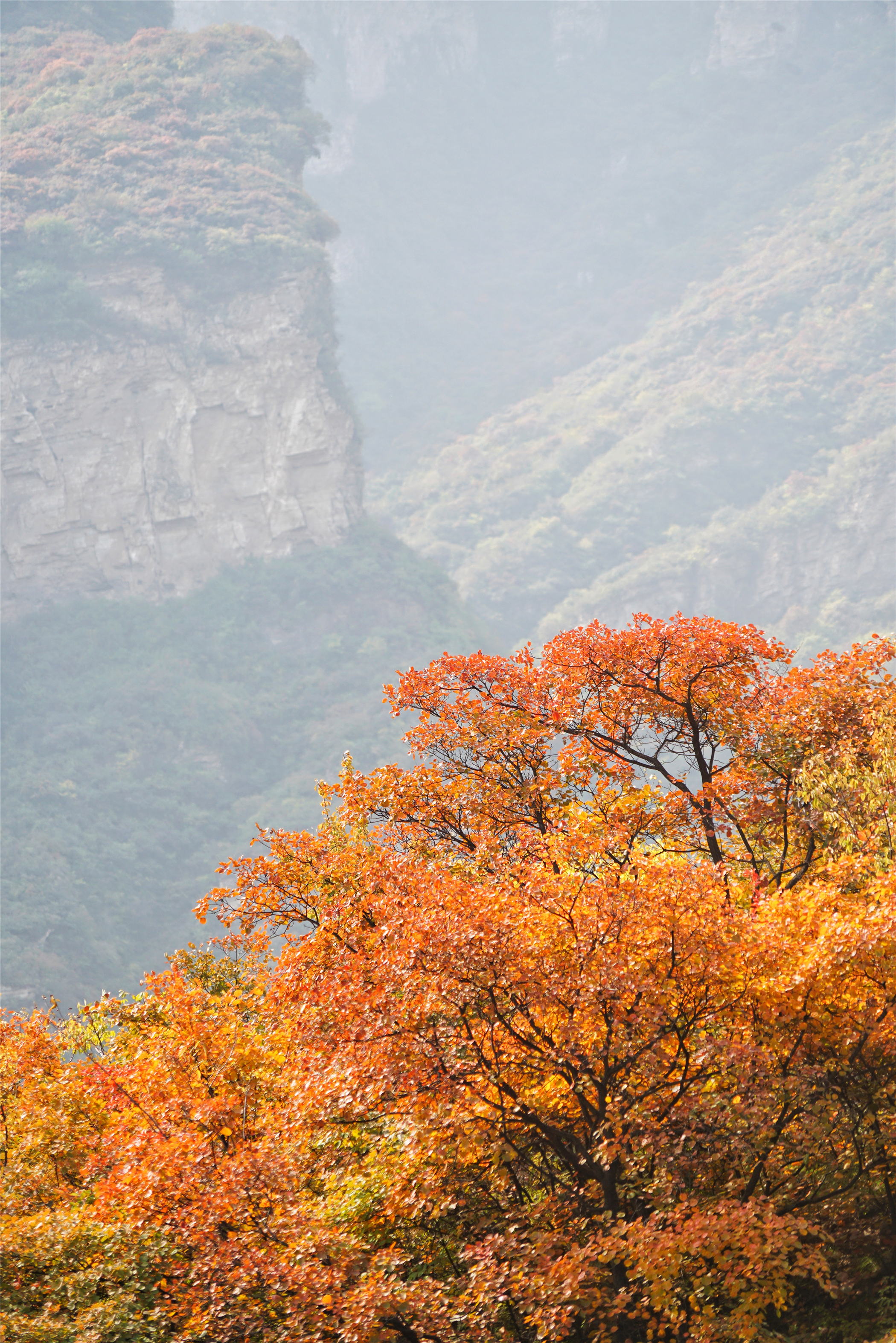 赏红叶最佳目的地,房山坡峰岭红叶最佳观赏