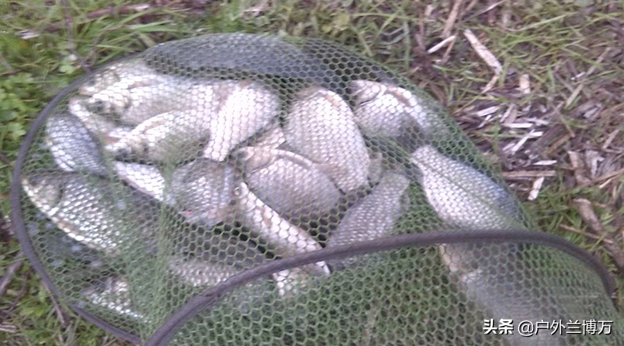 鸡肝钓鲫鱼视频,鸡肝钓鲤鱼效果怎么样