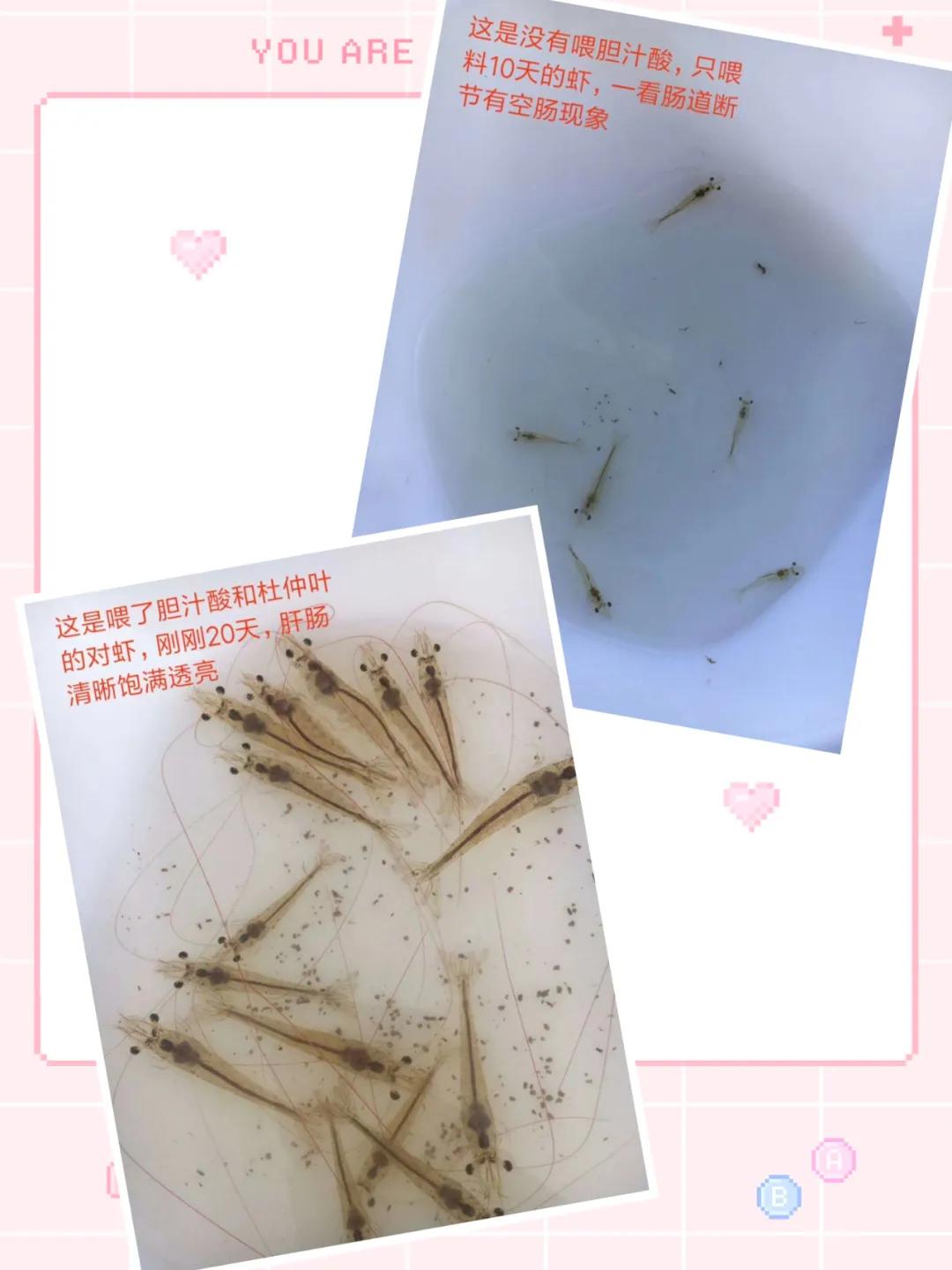 治疗对虾白便土方法,对虾白便处理方案