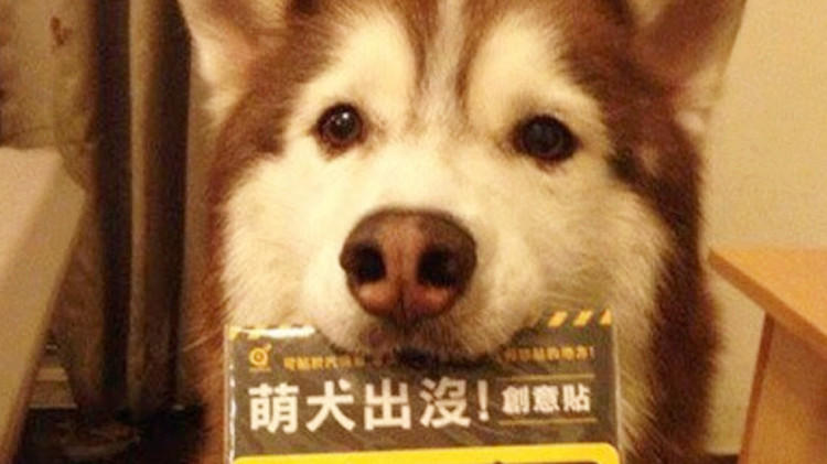 二哈能有多蠢,二哈能蠢到如此地步