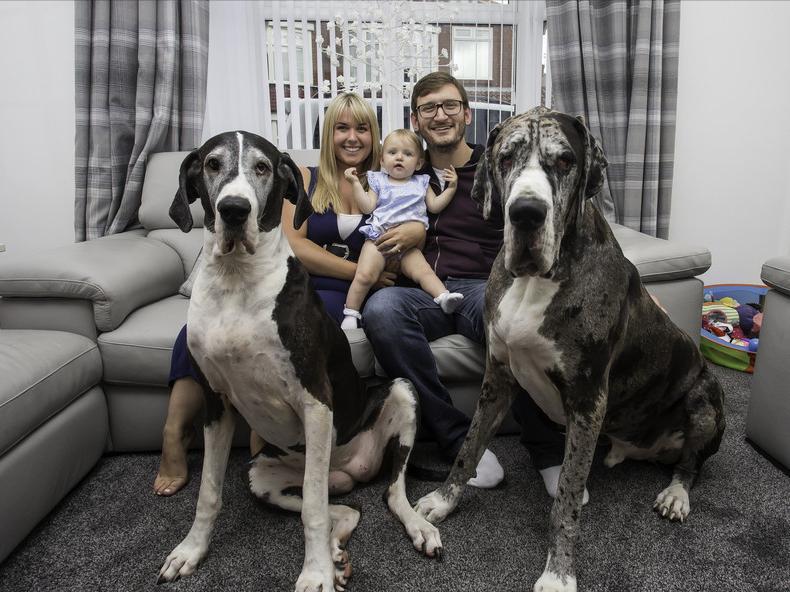 全世界最大的狗狗是什么狗,世界体型最大的十种狗最温顺