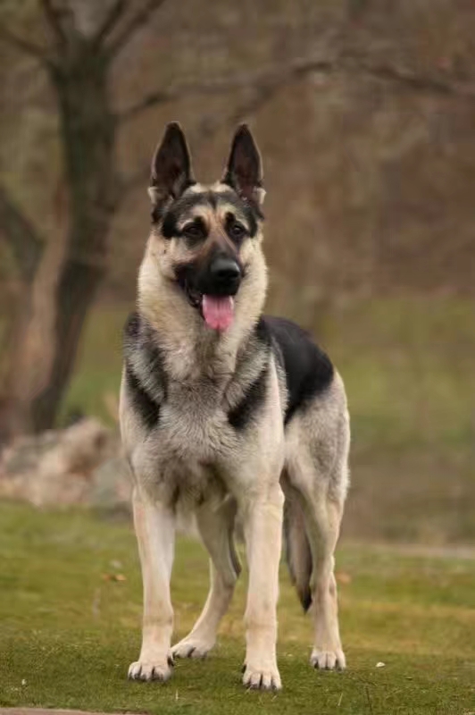 狼犬的故事,狼犬一般有多高