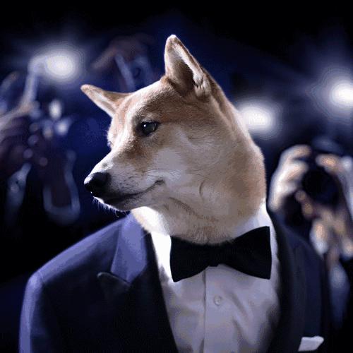 西装犬模丨美国纽约一条月入九万的狗